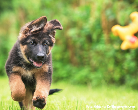 Schäferhund Welpe auf Wiese