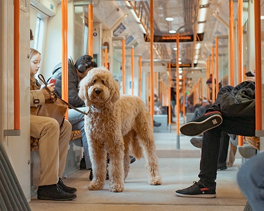 Hund in der S-Bahn